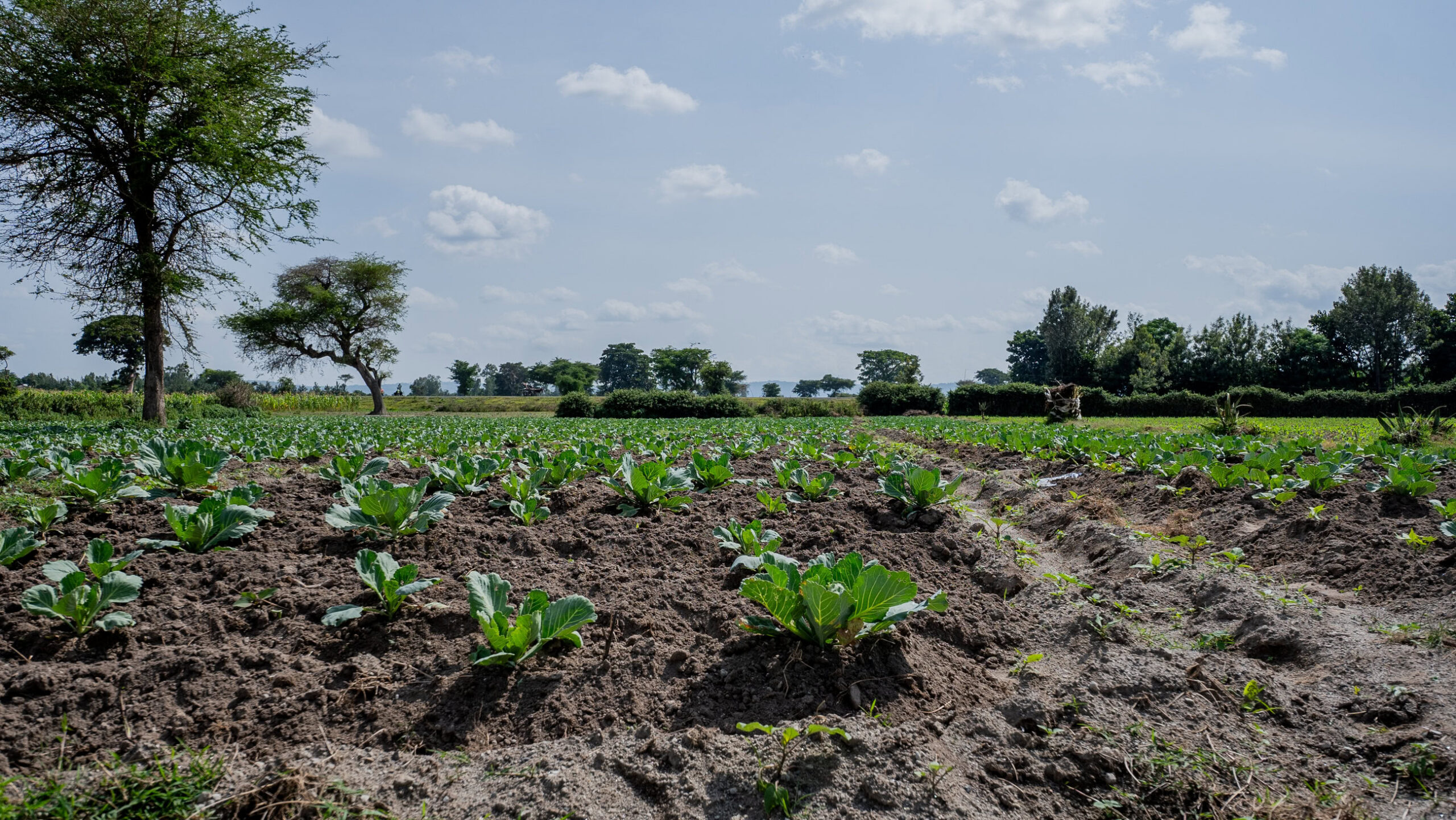 Een akker van Goneso