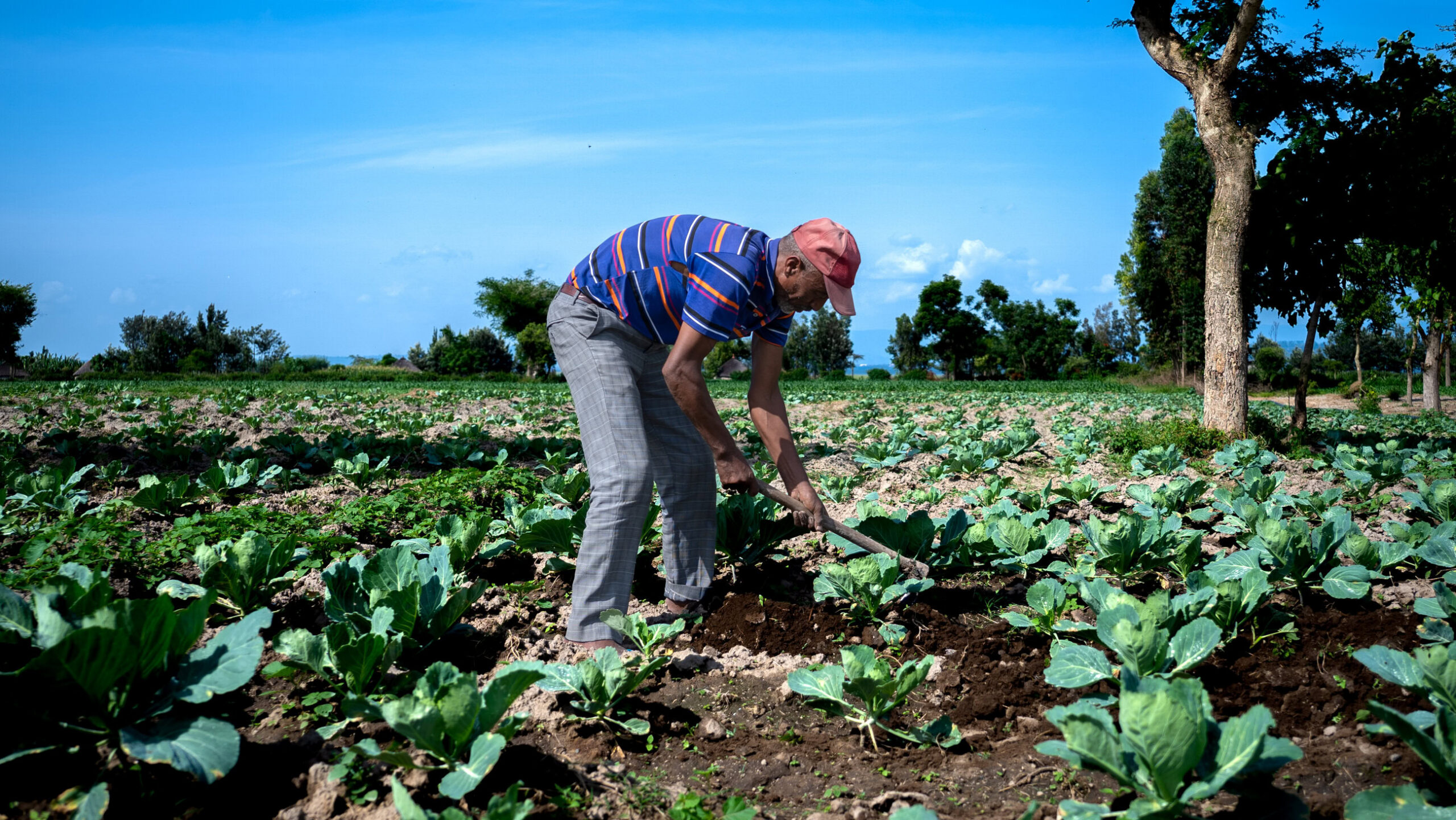 Gonesa aan het onkruid wieden