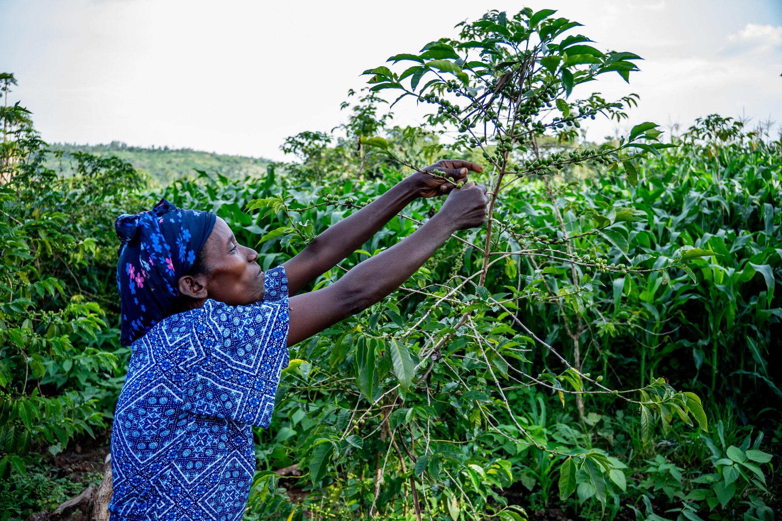 Daintu plukt wat koffiebonen