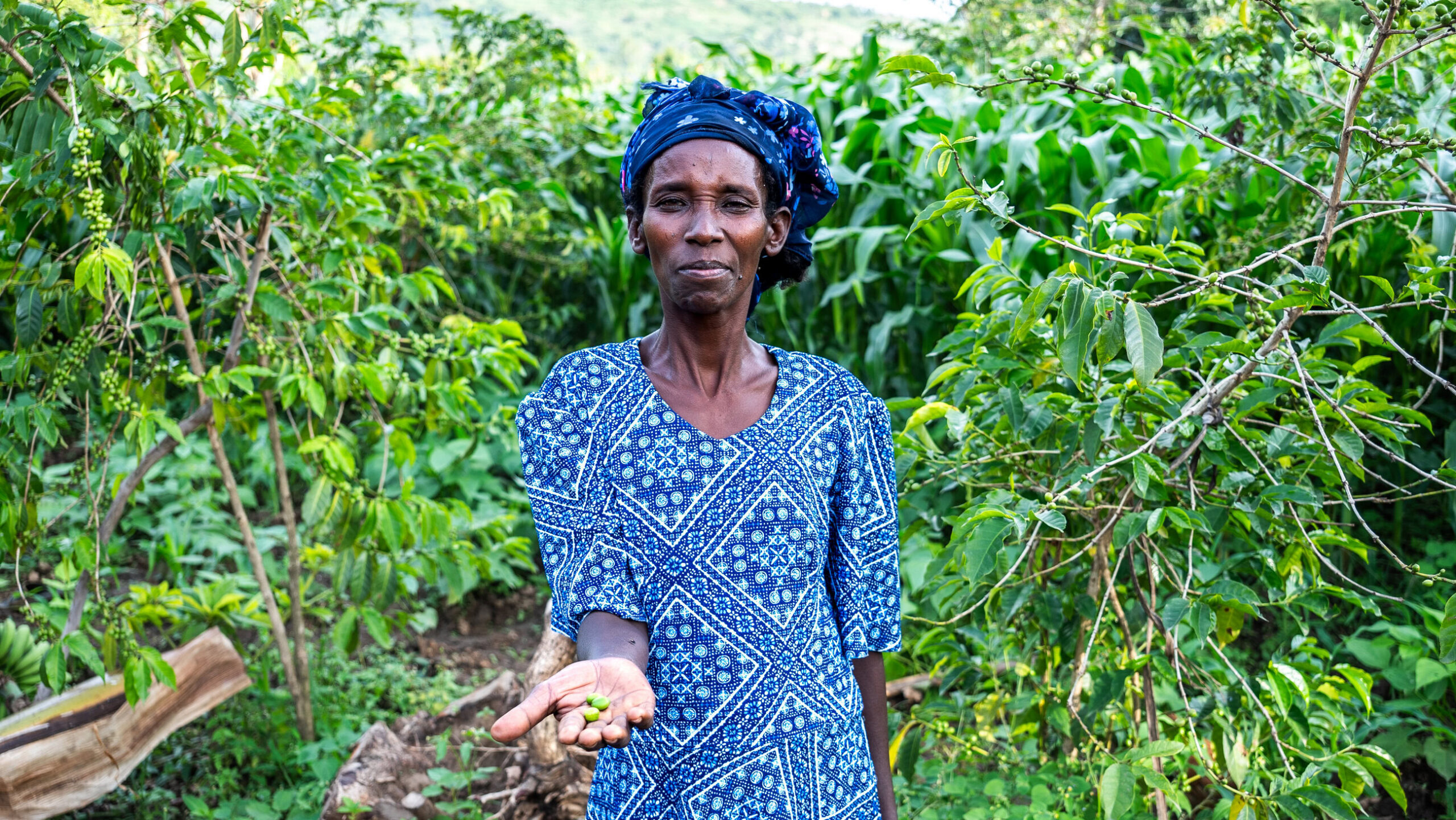 Daintu laat wat koffiebonen zien