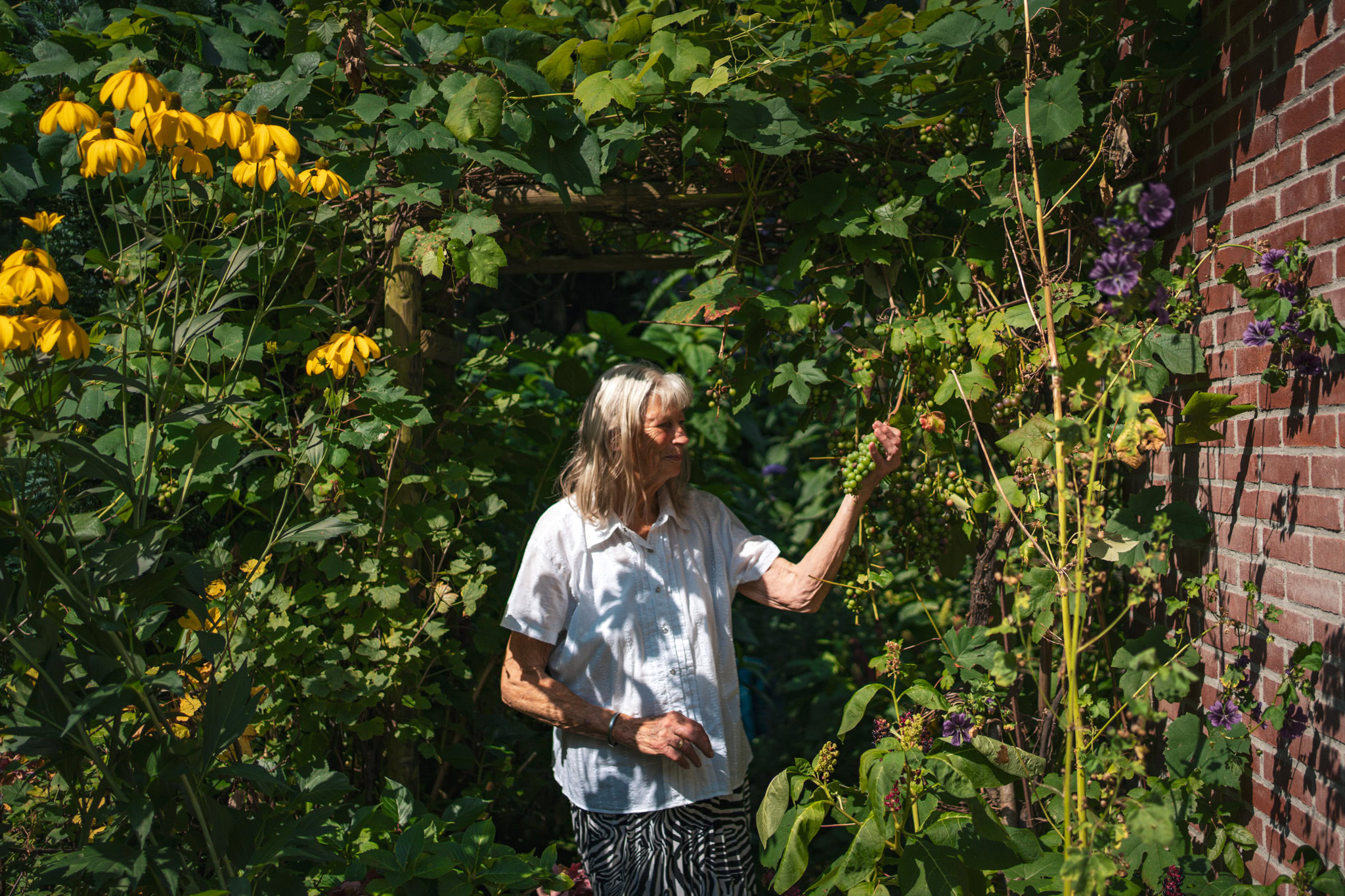 Gezellige senior vrouw plukt druiven in een groene tuin met bloemen en struiken naast een rode bakstenen muur, geniet van de natuur en de oogst op een zomerse dag.