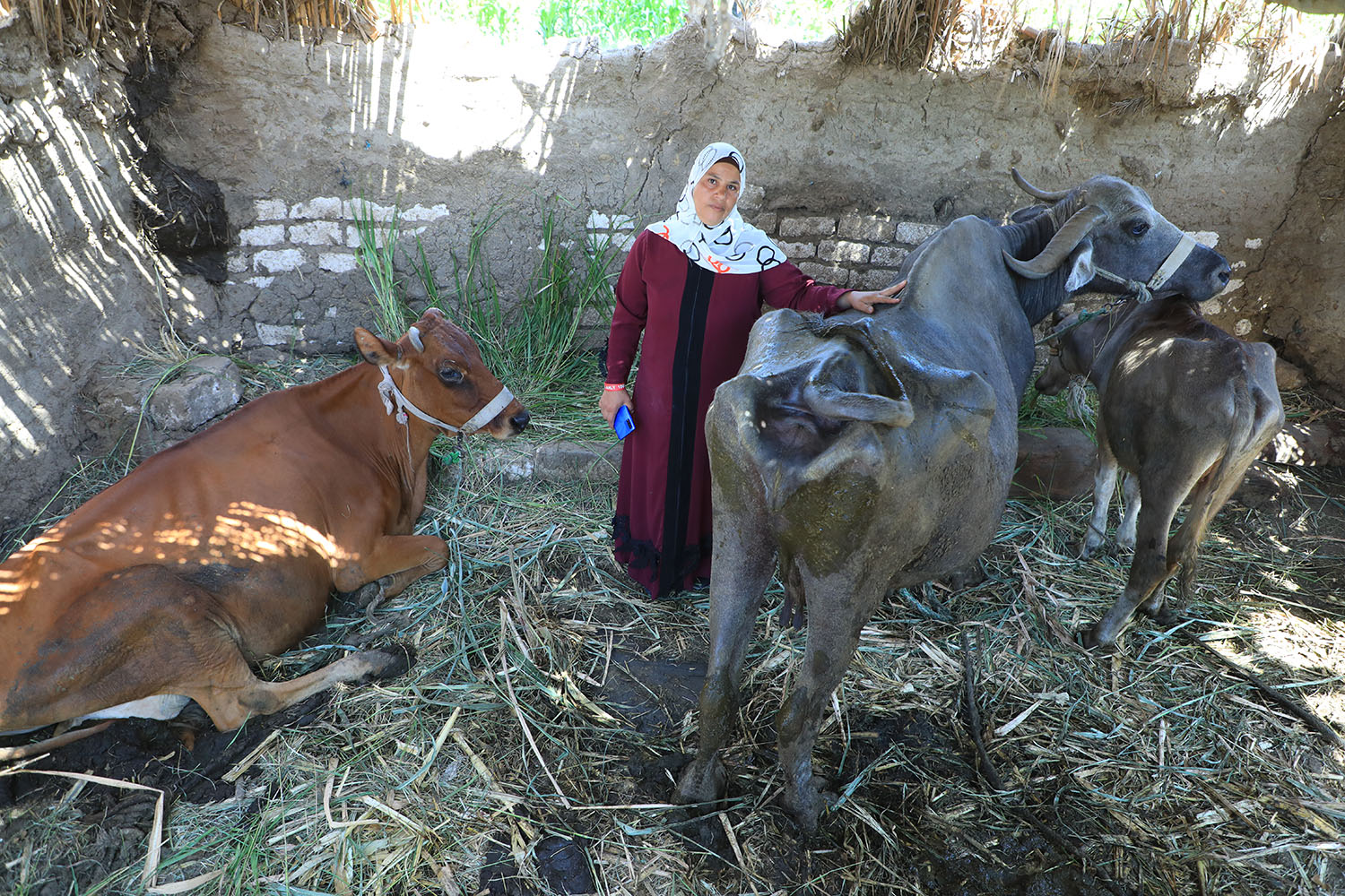 Gezellige vrouw met hoofddoek verzorgt koeien in hun schuilplaats op een boerderij in een natuurlijke omgeving.