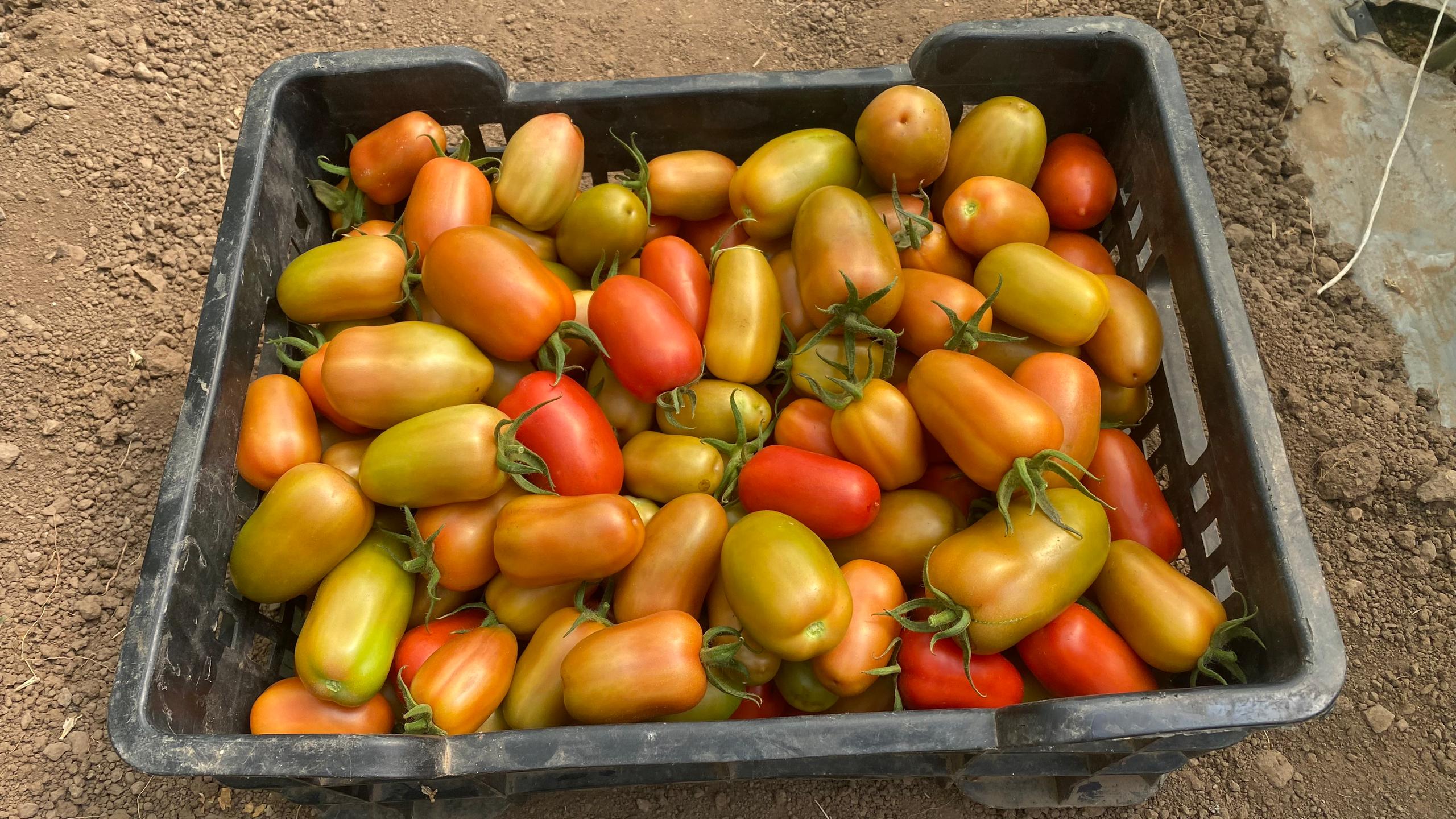 Verse cherry-tomaten in verschillende groottes en kleuren in een zwarte kist op de bodem van een moestuin.