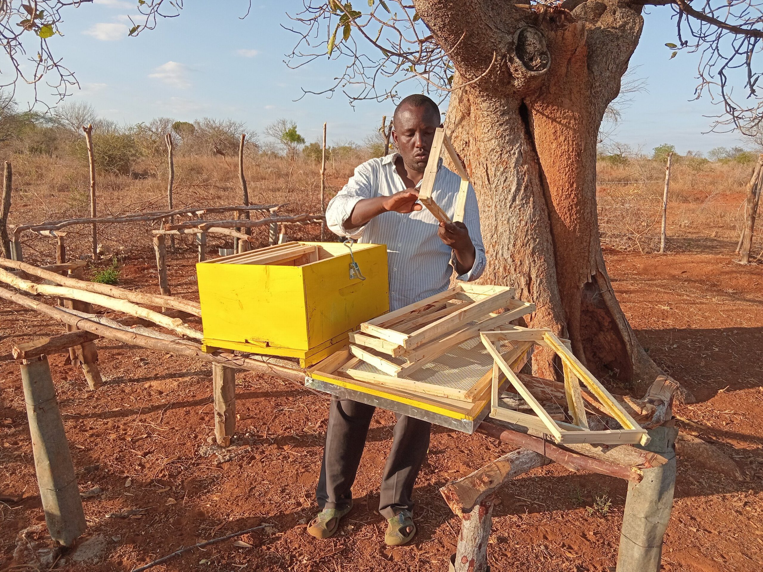 Houtbewerker maakt bijenkooien onder een grote boom in een dorre landschap in Afrika.