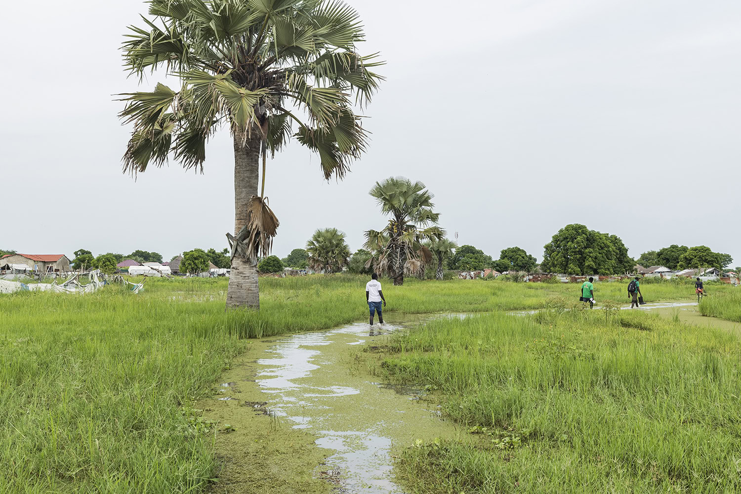 Koel weiland met palmboom en pad, mensen wandelen in de natuur in een dorcas project.